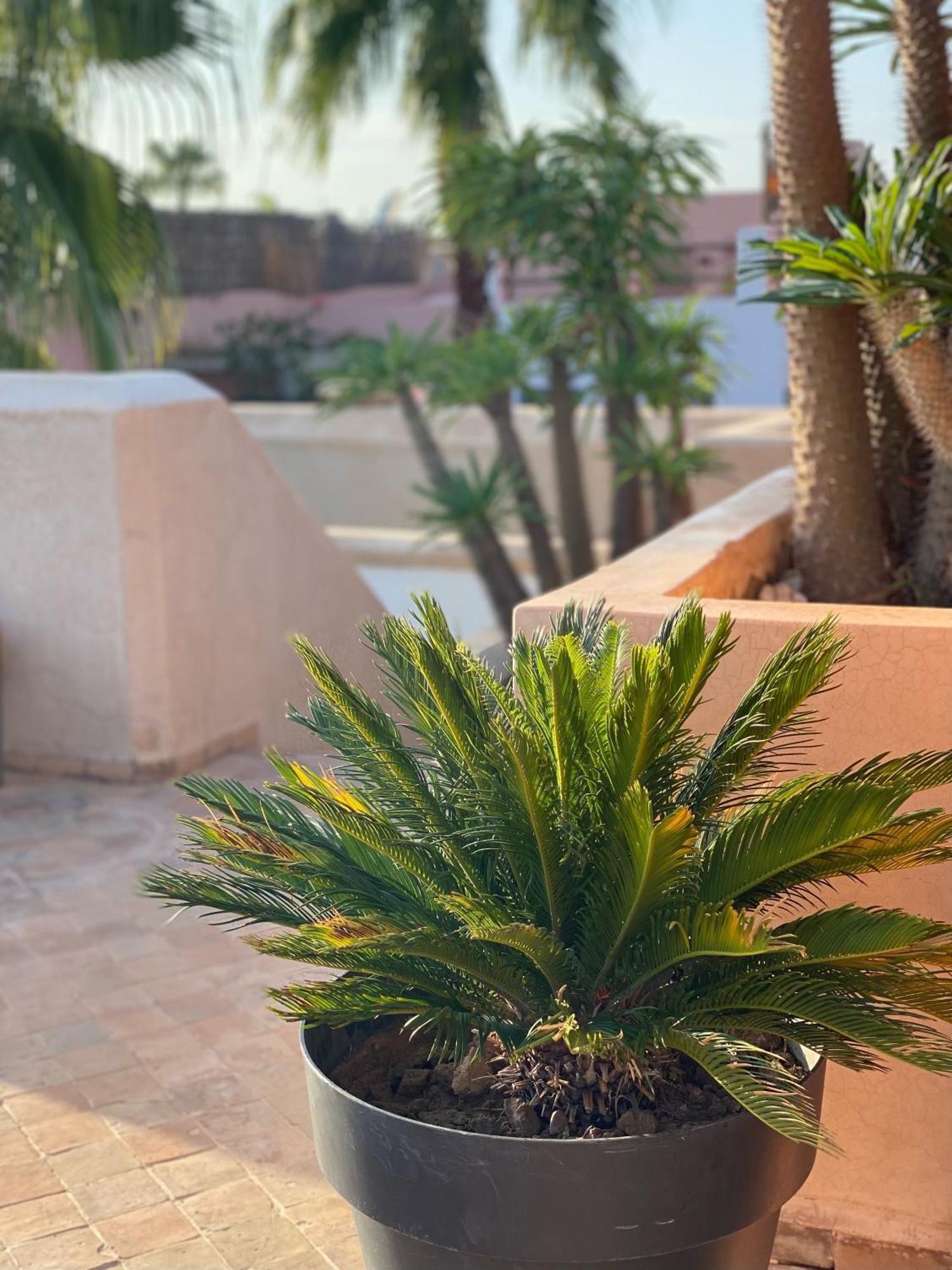 Riad Rossi Marrakesh Ngoại thất bức ảnh